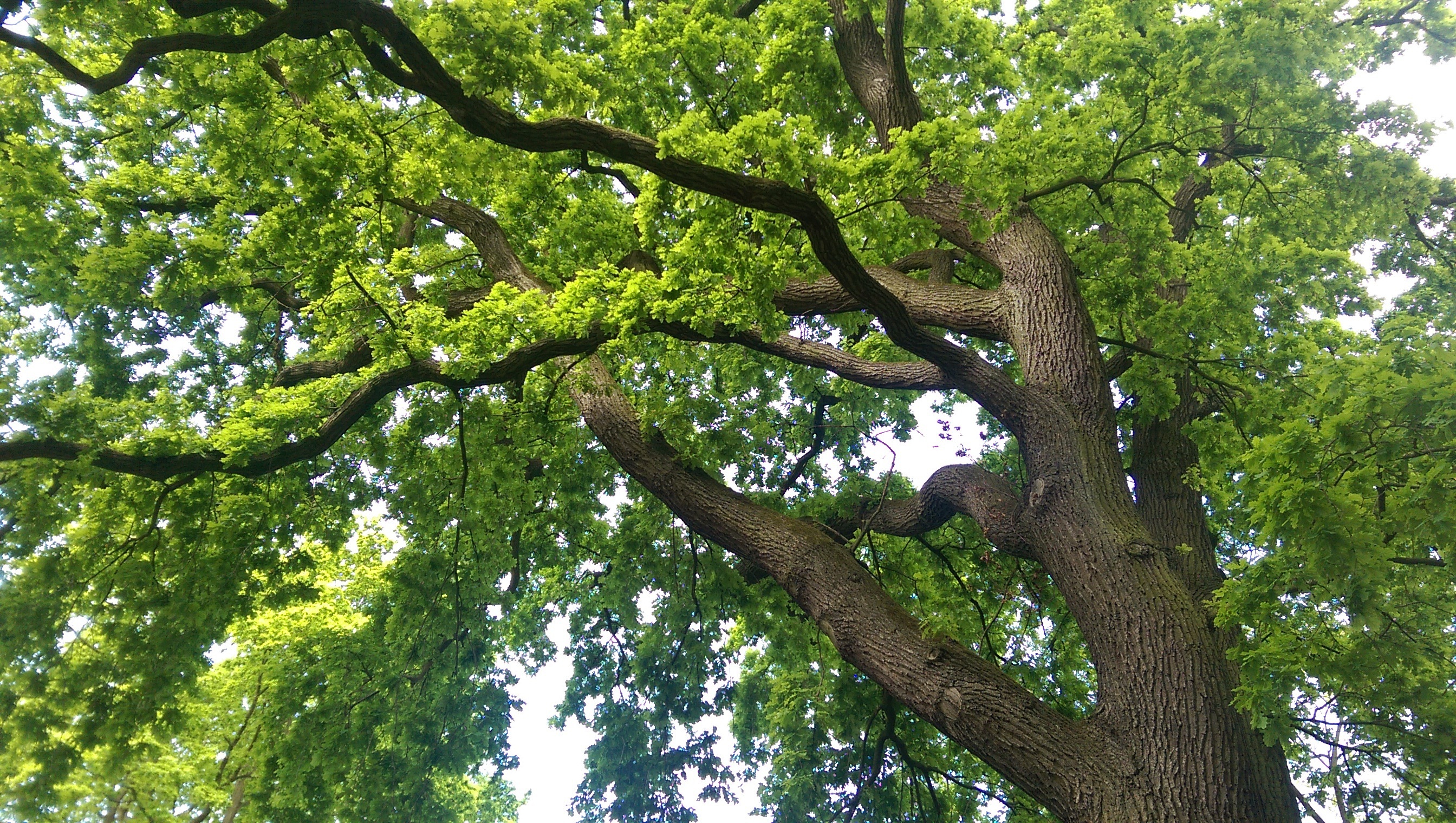 Ekspertyzy dendrologiczne