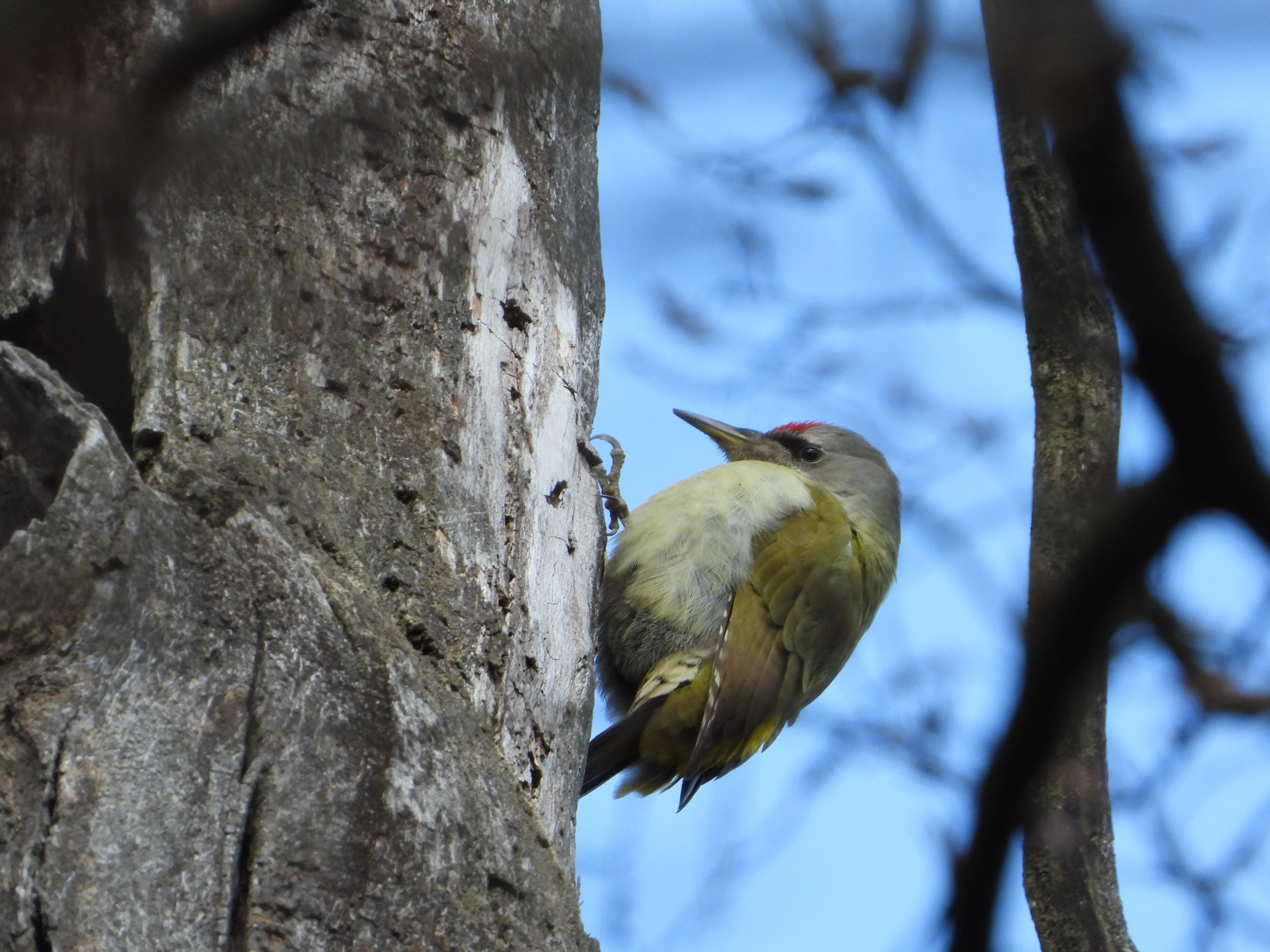 Ekspertyzy przyrodnicze