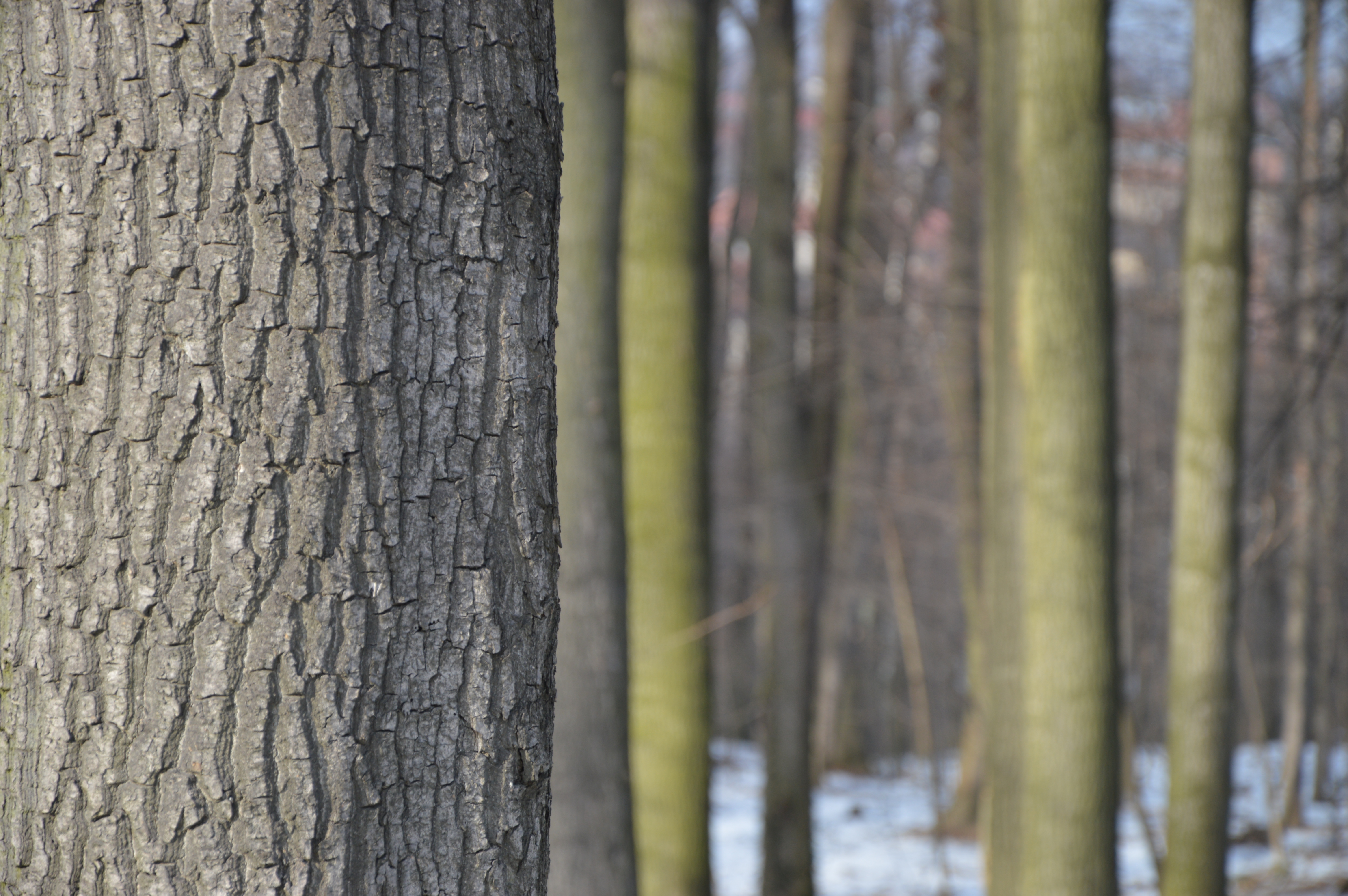 Inwentaryzacje dendrologiczne